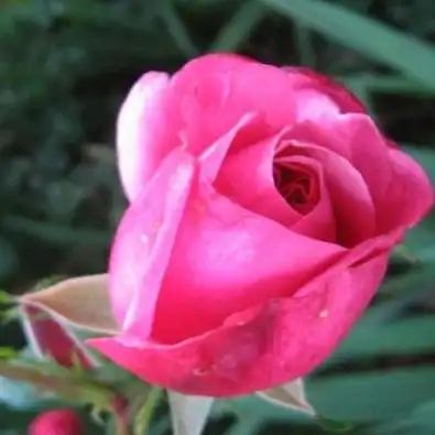 Rosa Titian™ - roz - trandafiri târâtori și cățărători, Climber